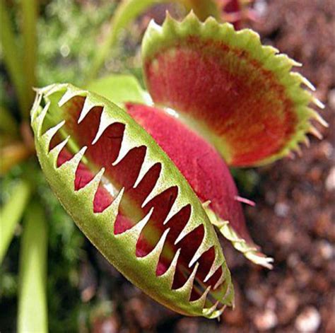 Venus Flytrap Seeds Mosquitoes Fly Insects Carnivorous Plants 100pcspack Greenseedgarden