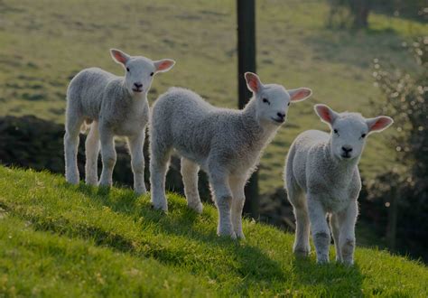 2017 Lamb Prices To Remain Strong Impact Ag Partners