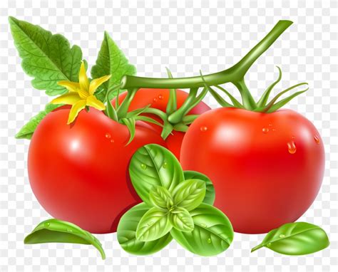 San Marzano Tomato Royalty Free Vegetable Clip Art Vector Tomato