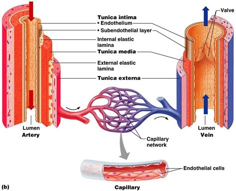 Differentiate among the structure of arteries, veins, and capillaries. Flashcards - Chapter 19 - The three types of blood vessels ...