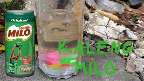 Tutorial cara membuat aquarium dari botol bekas bahan untuk membuat aquarium dari botol bekas : membuat aquarium ikan cupang dari bahan bekas - YouTube