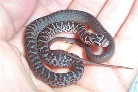 Dusky Pigmy Rattle Snake — Swamp Girl Adventures
