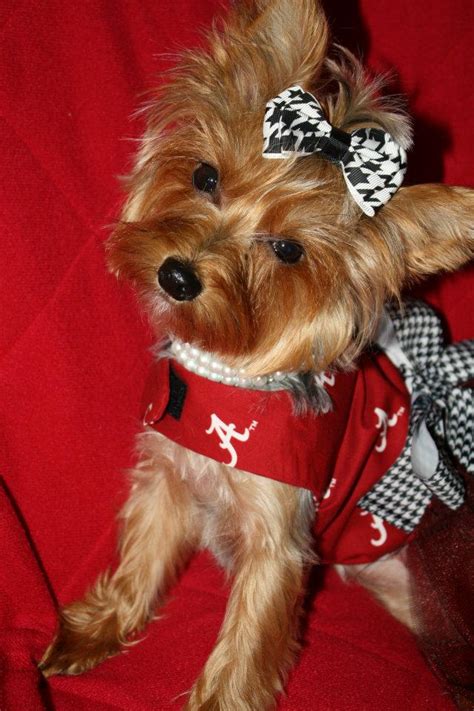Tanner Traditions Outfits From Bellas Prissy Puppy Botique
