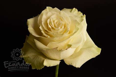 Mondial White Rose Ecuador Direct Roses