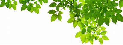 Leaves Leaf Transparent Ayurveda Banner Topright Treatments