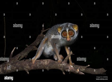 A Cute Big Eyed Highlands Grey Slender Loris Loris Lydekkerianus