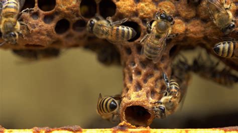 How Bees Prove To Be Skilled Mathematicians And 3 Other Amazing Science Stories You May Have Missed