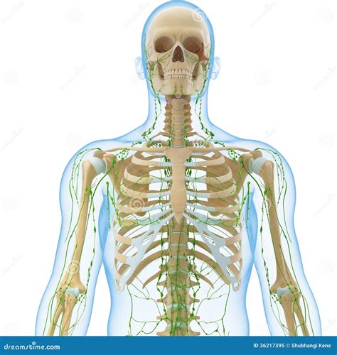 Male Lymphatic System With Skeleton Stock Illustration Illustration