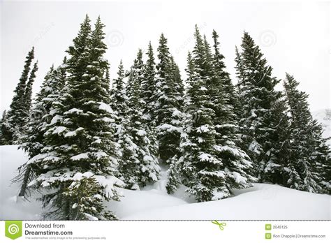 Snow Covered Pine Trees Royalty Free Stock Photo Image