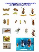 Photos of Pest Identification
