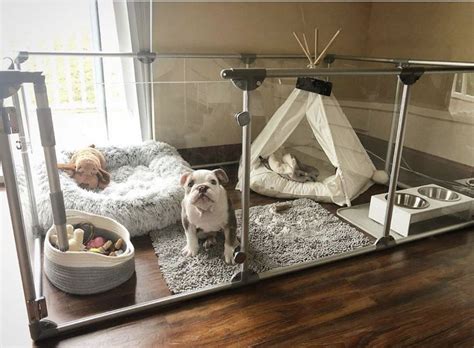 Room Élevage Canin Dog Room Decor Dog Pens Dog Bedroom