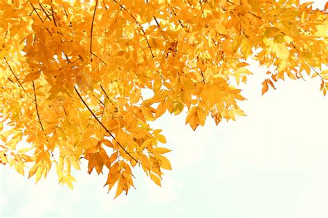 Autumn Leaves And Sky Background Illustration And Picture For Free