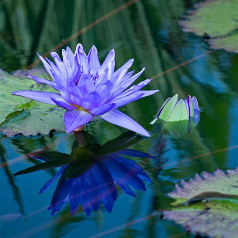 Worldview Photography Water Lilies Etc Blue Daydream
