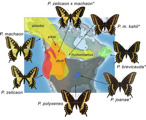 Generalized Range Map Of Current Distributions Of The Papilio Machaon