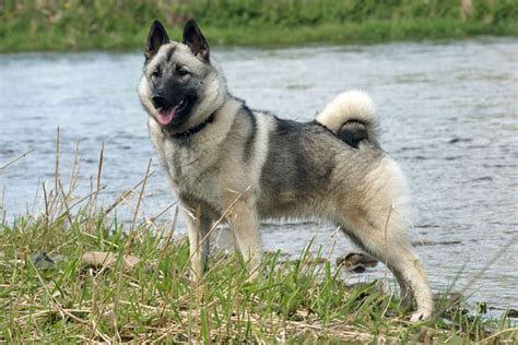Norwegian Elkhound Puppies For Sale From Reputable Dog