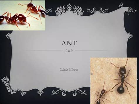Ppt Ant Powerpoint Presentation Free Download Id3018013