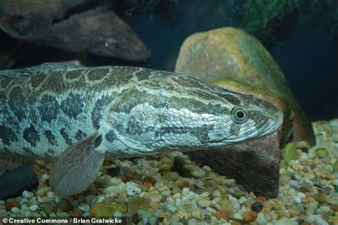 Carnivorous Walking Fish Are Driven Out Of Water By Acidity Salt And