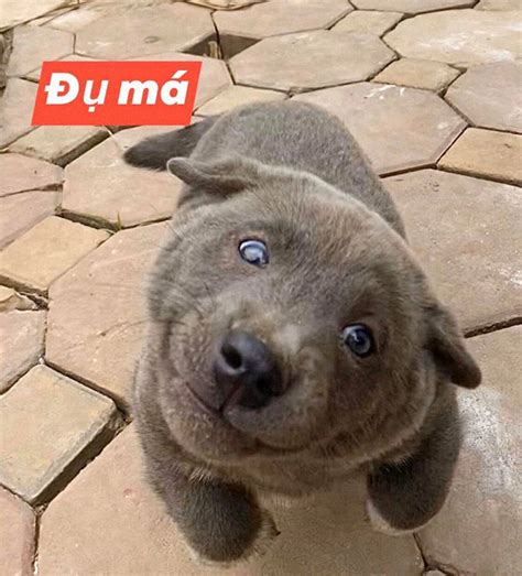 People Are Saying This Puppy Is A Hybrid Between A Cat And A Dog And It