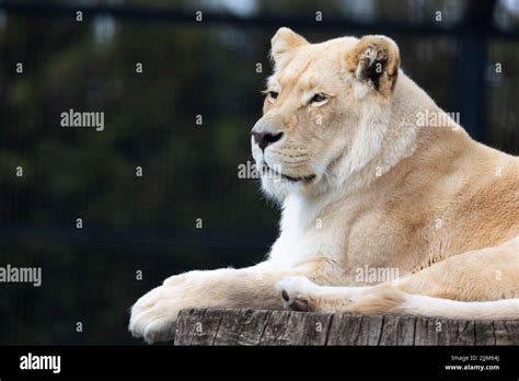 A White Albino Lion Resting The At The Zoo Paddock Animals Threatened