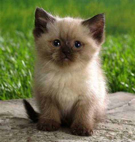 Excellent Cats And Kittens For Sale Cute Animals Ragdoll Kitten