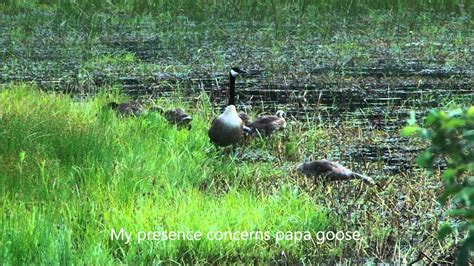 Mama And Papa Goose With Their Little Ones Youtube
