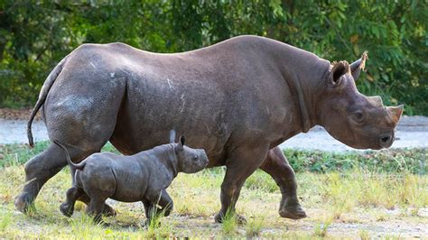 Endangered Black Rhino Born At Florida Zoo Nbc2 News