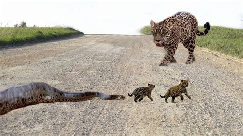 Big Cat Powerful Become Prey Of The Giant Anaconda What Happens Next