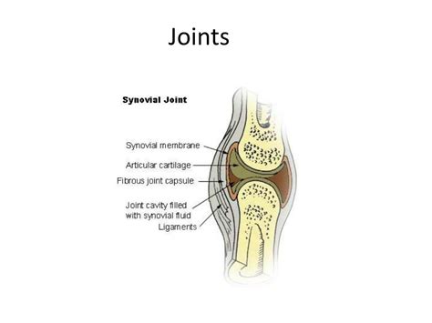 Ppt Joints Powerpoint Presentation Free Download Id2330220