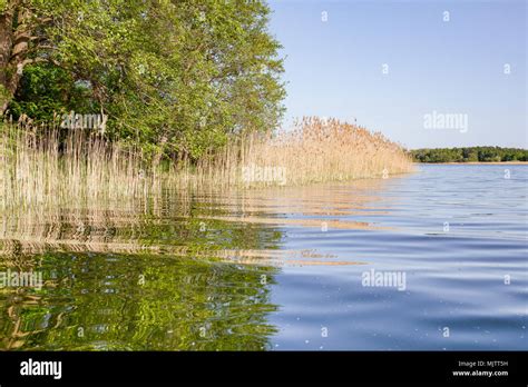 Reeds In Lake Water Reflected Parallel Lines And Curves Golden Hour