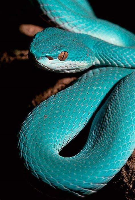 Amazing Beautiful Snakes Photos Pets Nigeria
