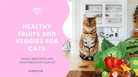 Dairy foods can generally be eaten by cats, but as they age cats may become lactose intolerant. Are Fruit and Vegetables Safe for Cats? | 13 Safe Foods ...
