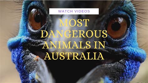 Most Dangerous Animals In Australia Youtube