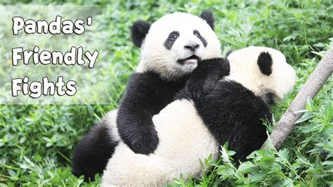 Panda Billboard Episode 166 Pandas Can Fight For Absolutely Anything