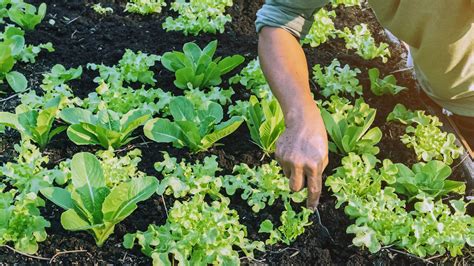 Jardinage Comment Semer Des Engrais Verts