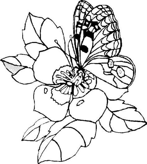 Misalnya saja diselipkan di atas sketsa kupu kupu adalah salah satu gambar dasar dini yang belum jadi, umumnya ia digoreskan dengan menggunakan media pensil dan sejenisnya. Dibujos de mariposas bonitas para colorear (5)