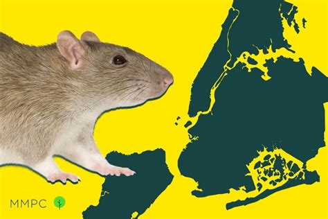 There Are Now 3 Million Rats In Nyc A 50 Increase Since 2010