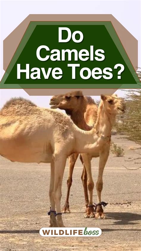 Do Camels Have Toes Answered
