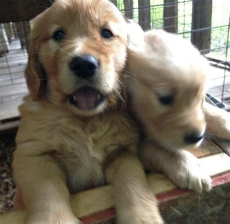 7wk Akc Golden Retriever Puppies For Sale In Appleton Wisconsin