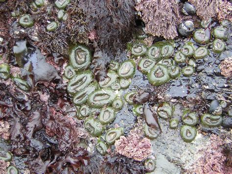 Tidepooling With Kids The Best Ways And Places To Explore Undersea