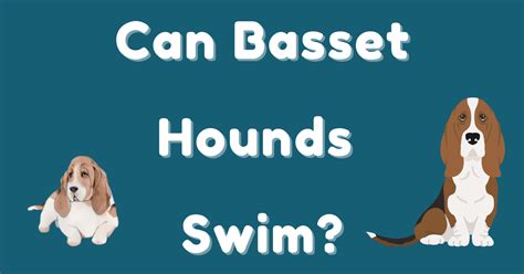 Can Basset Hounds Swim Dog Training Me
