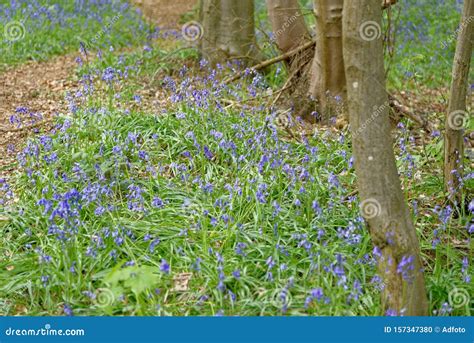 Spring Bluebells Flowering In An English Woodland Stock Photo Image