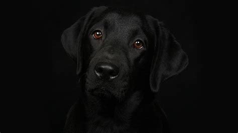 Black Dogs Wallpapers Wallpaper Cave