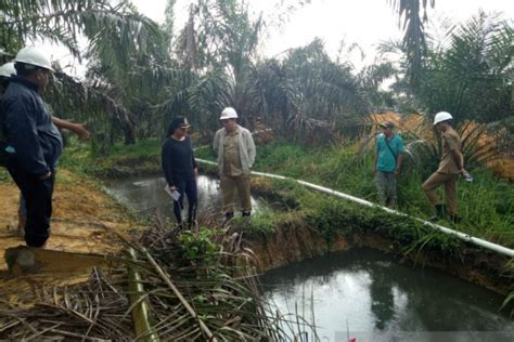 Kelapa sawit merupakan komoditas yang penting dalam perekonomian indonesia. Pemkab Landak kaji pupuk dari air limbah sawit - ANTARA ...