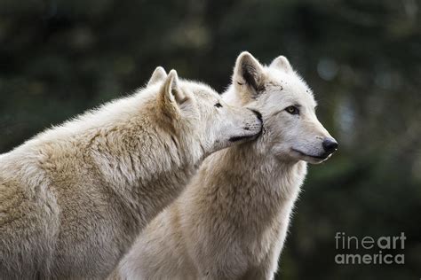 Wolf Kiss Photograph By Sonya Lang Pixels