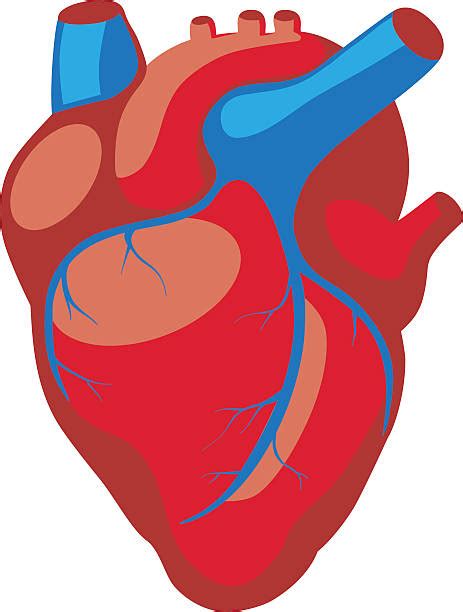 Cartoon Human Heart Illustrations Royalty Free Vector Graphics And Clip Art Istock