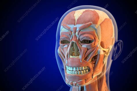Jul 19, 2020 · your feet are made for walking—and running, jumping, balancing, climbing, and more. Human facial muscles, illustration - Stock Image - F018 ...