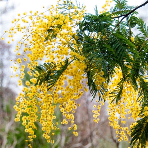 Acacia Dealbata Mimosa Australian Plants Mimosa Flower Trees To Plant