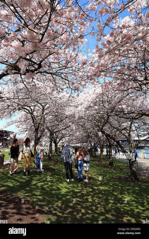 Editorial Image Portland Oregon 31 March 2021 Cherry Blossoms On