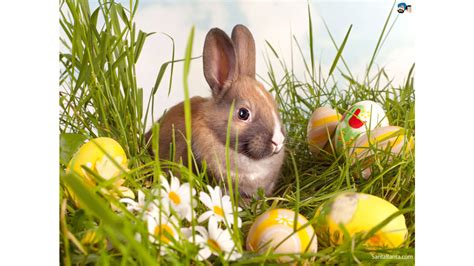 Easter Bunny Backgrounds 64 Pictures