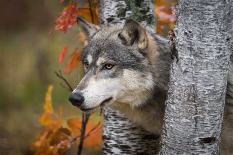 Grey Wolf Canis Lupus Pokes Head Between Birch Trees Autumn Stock Image